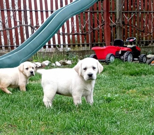 Labrador retriever