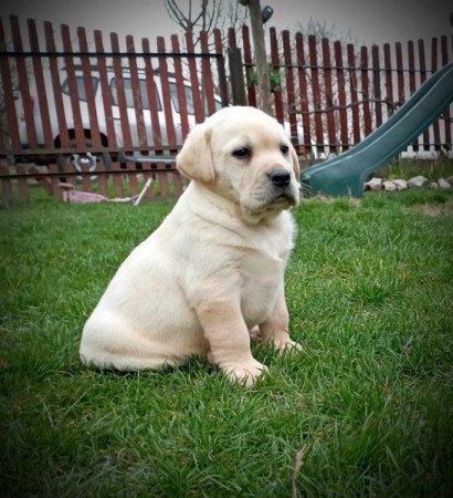 Labrador retriever