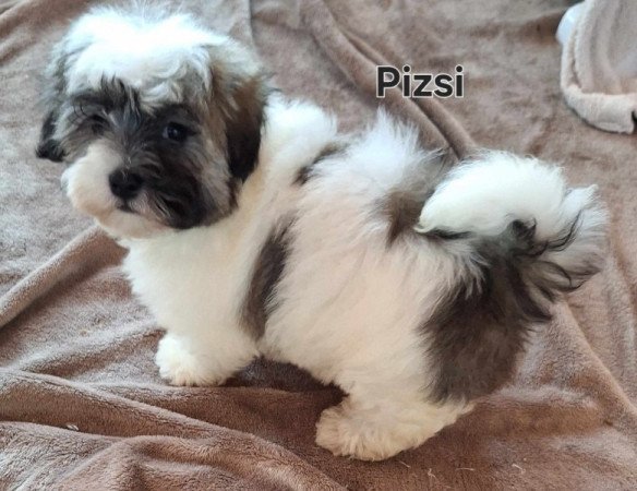 Bichon havanese