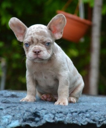 Francia Bulldog