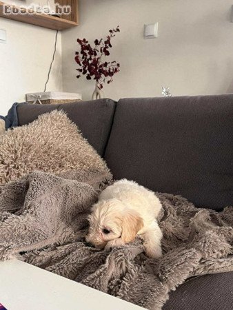 Maltipoo kislány, 2 hónapos