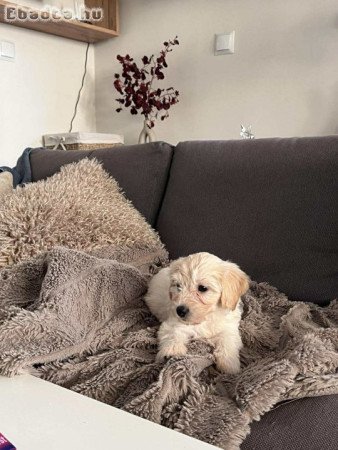 Maltipoo kislány, 2 hónapos