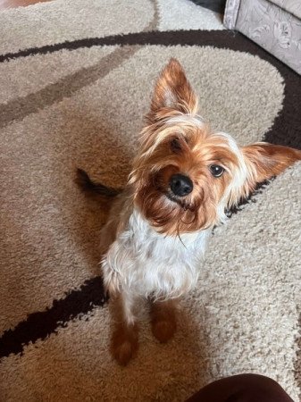 Yorkshire terrier