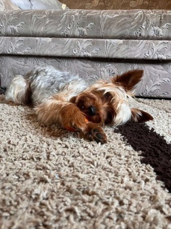 Yorkshire terrier