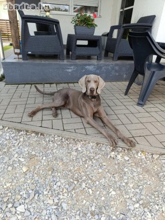 Ingyen elvihető weimari vizsla