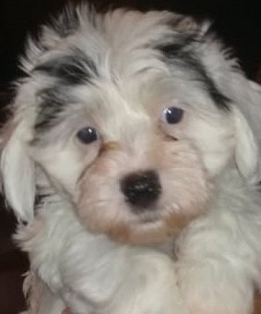 Bichon Havanese