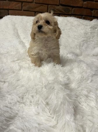 Maltipoo