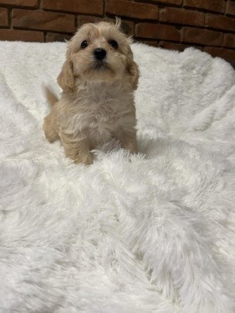 Maltipoo