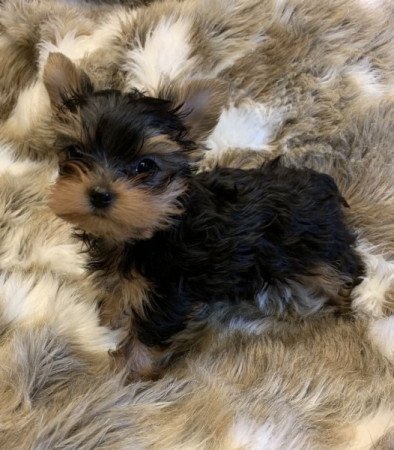 Yorkshire terrier