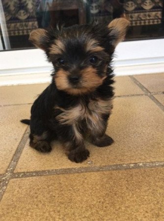 Yorkshire terrier