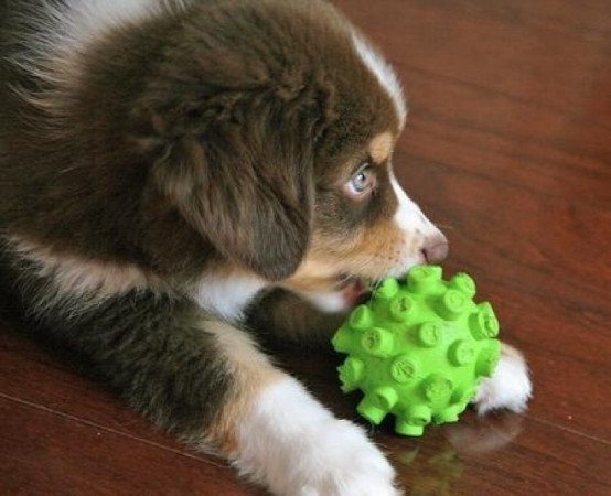 ausztrál juhászkutyák