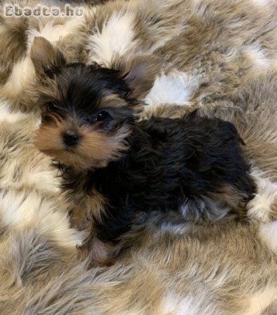 Yorkshire terrier kölykök