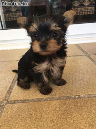 Yorkshire terrier kölykök