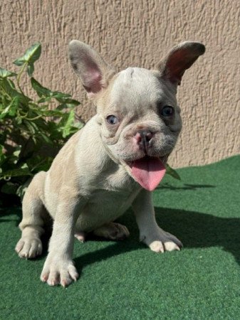 Francia Bulldog