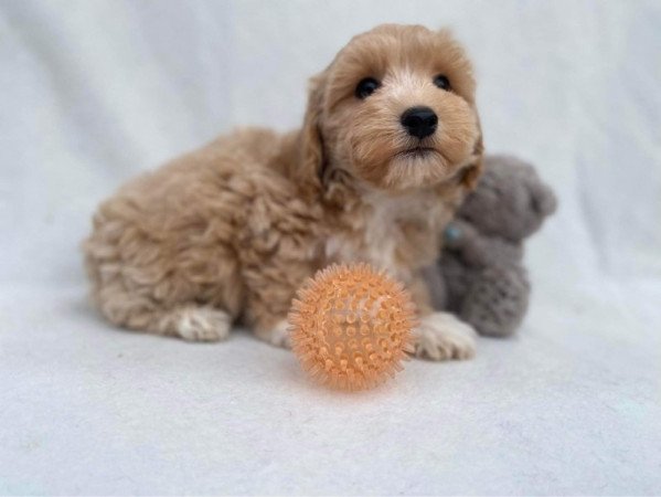 Maltipoo maltai selyem es torpe uszkar