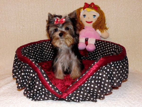 Yorkshire Terrier, Yorki