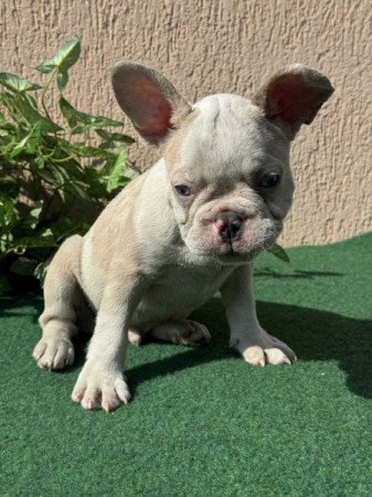 Francia Bulldog