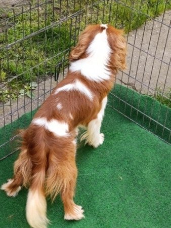 Cavalier King Charles Spániel