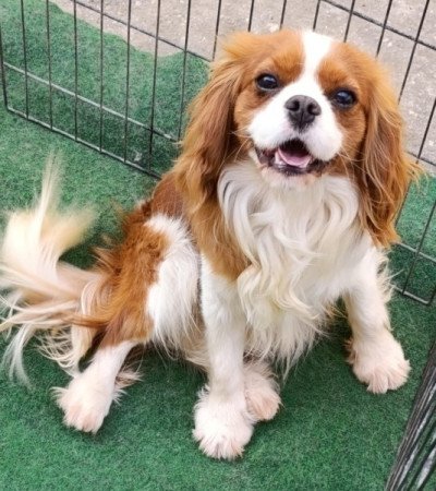 Cavalier King Charles Spániel