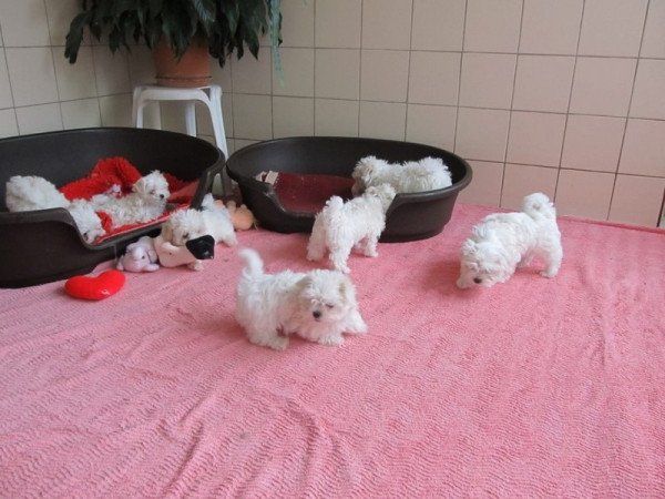 maltai bichon