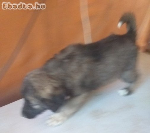 Kaukázusi juhászkutya