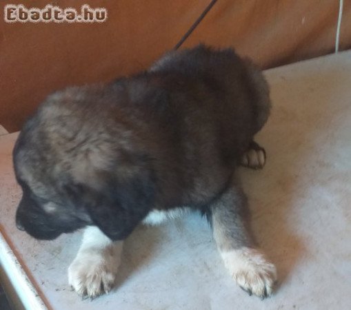 Kaukázusi juhászkutya