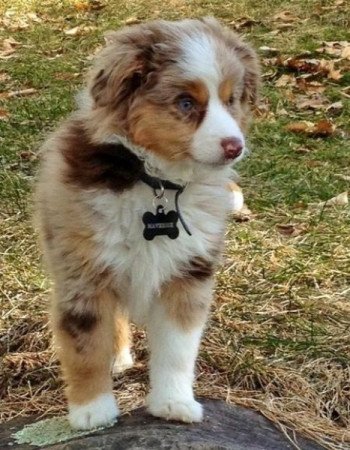 ausztrál juhászkutyák