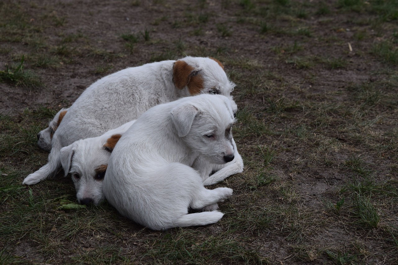 parson russell terrier