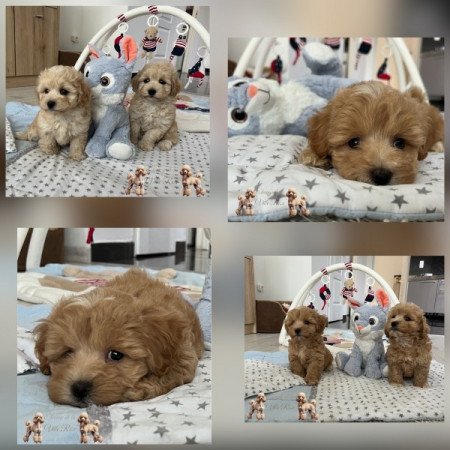 Maltipoo