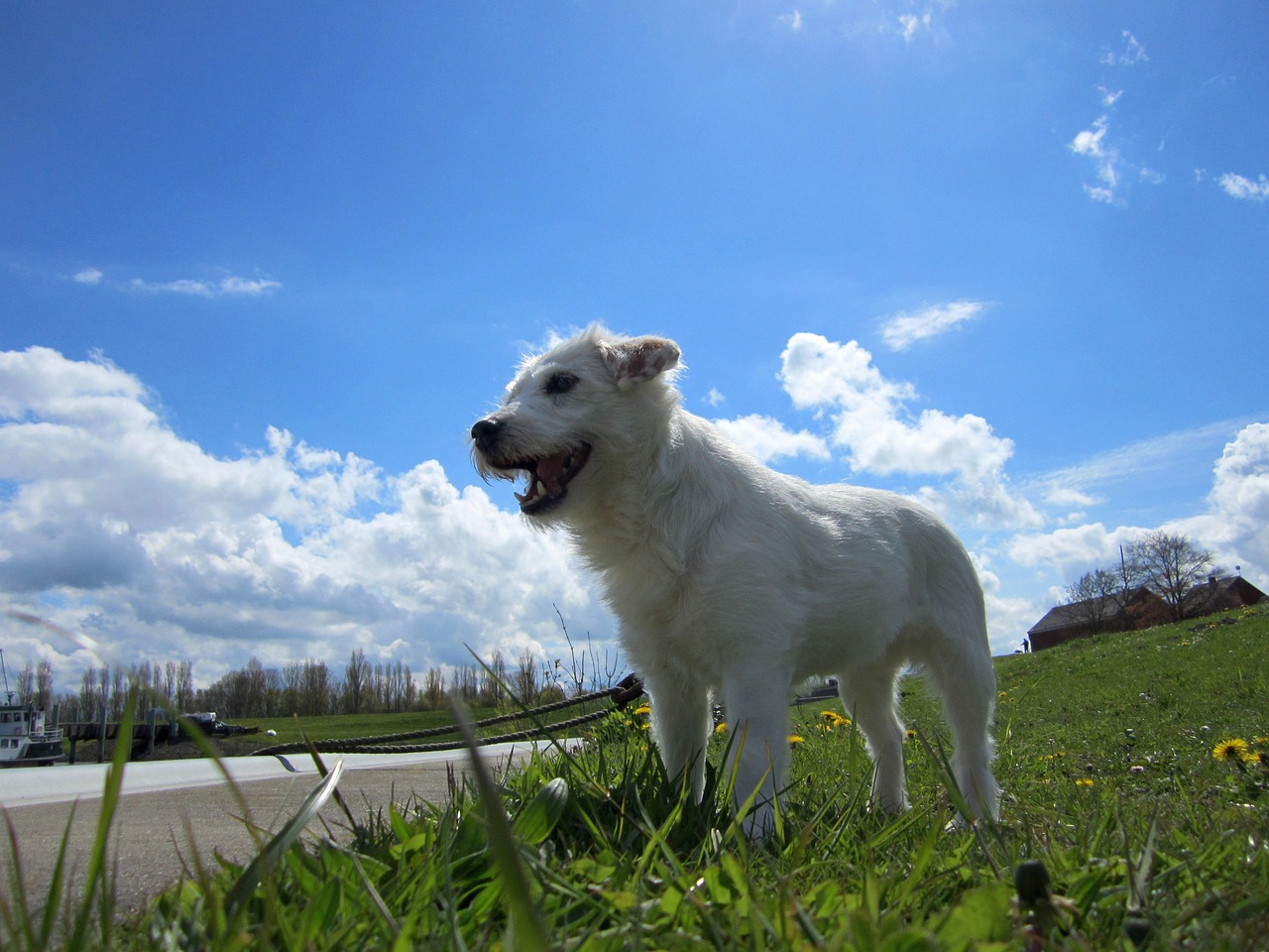 parson russell terrier