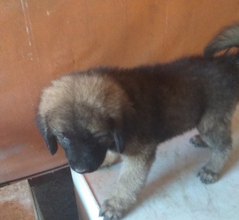 Kaukázusi juhászkutya