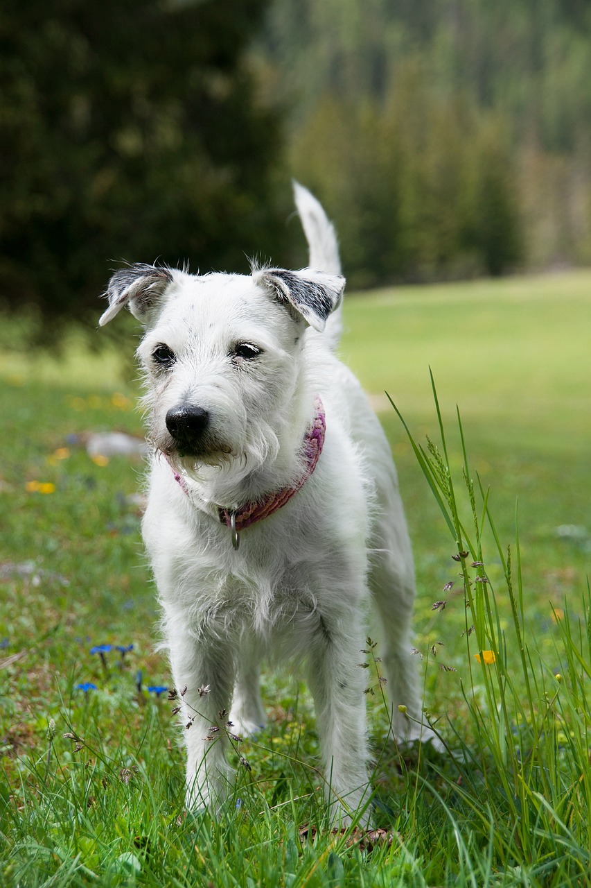 parson russell terrier