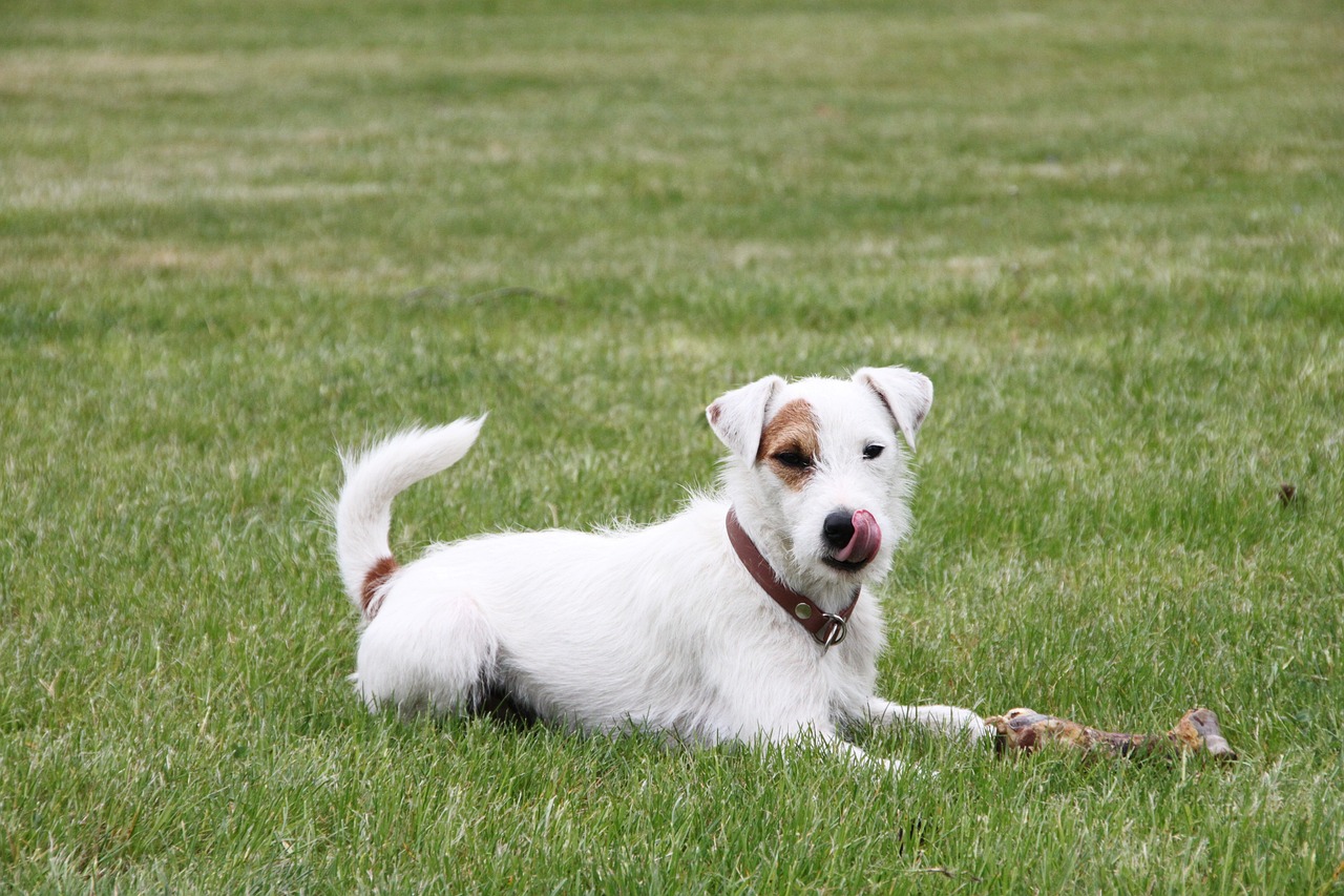 parson russell terrier