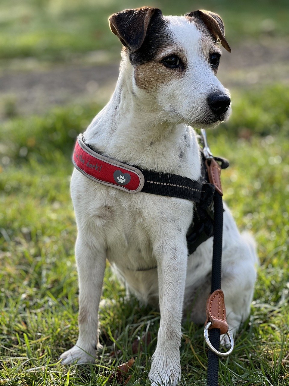 parson russell terrier