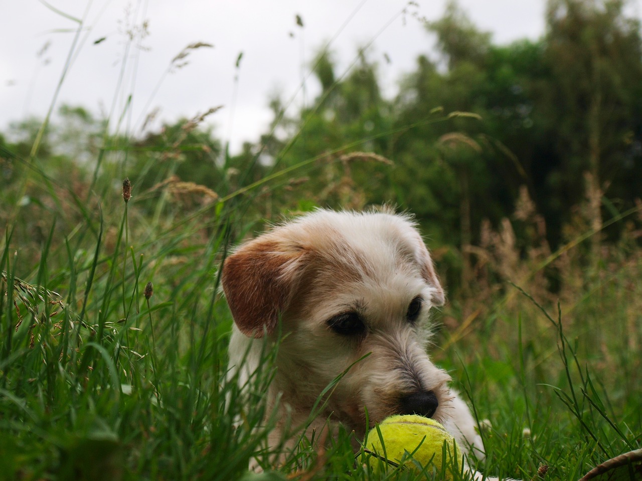 parson russell terrier