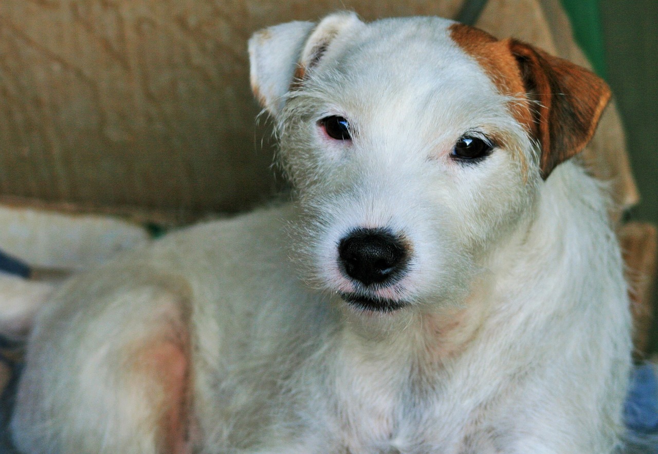 parson russell terrier