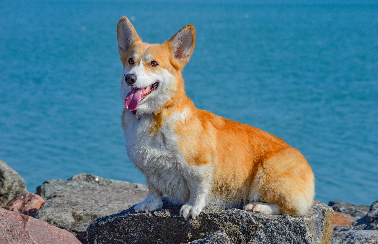 pembroke welsh corgi