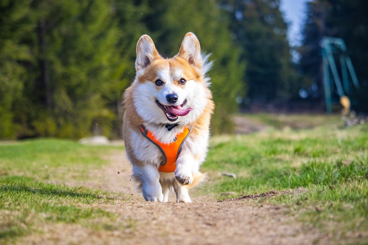 pembroke welsh corgi