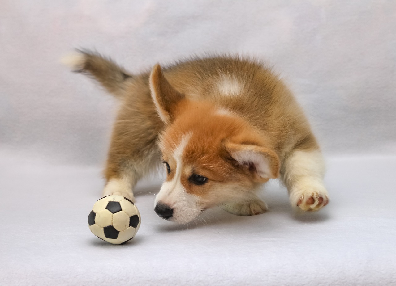 pembroke welsh corgi