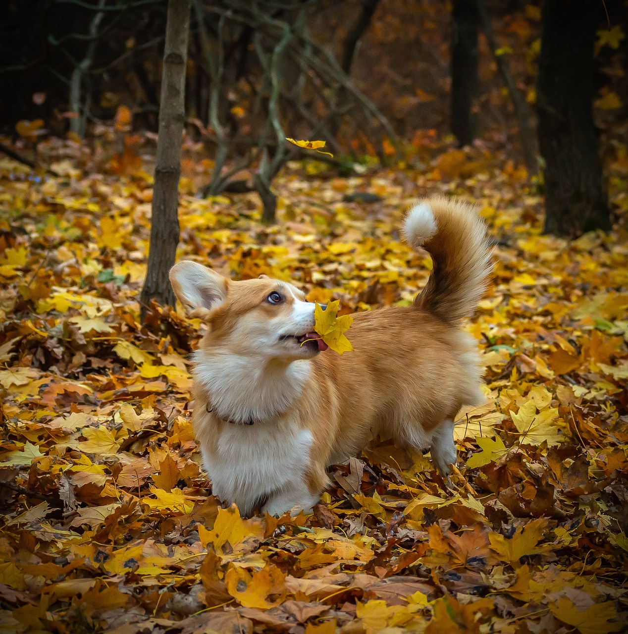 pembroke welsh corgi