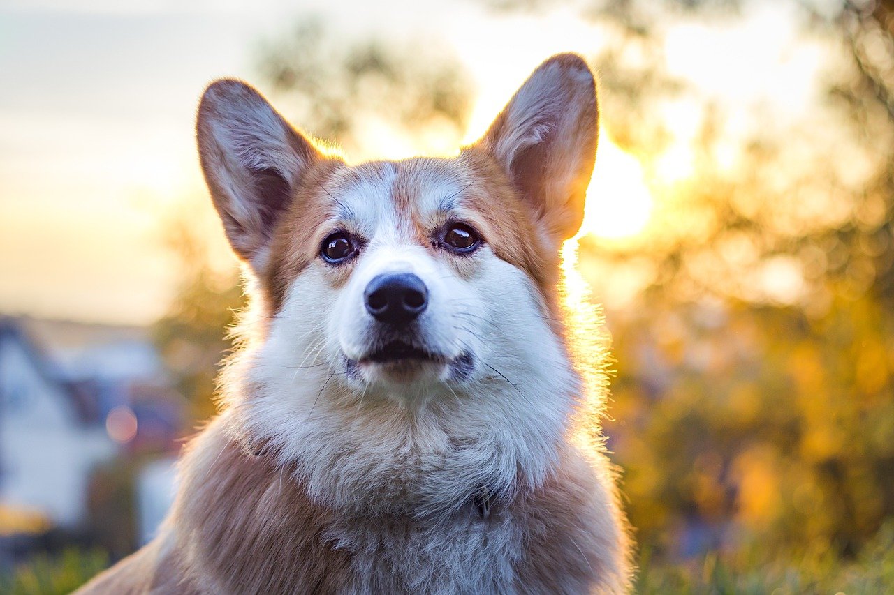 pembroke welsh corgi