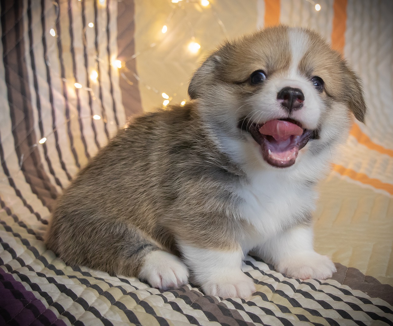 pembroke welsh corgi