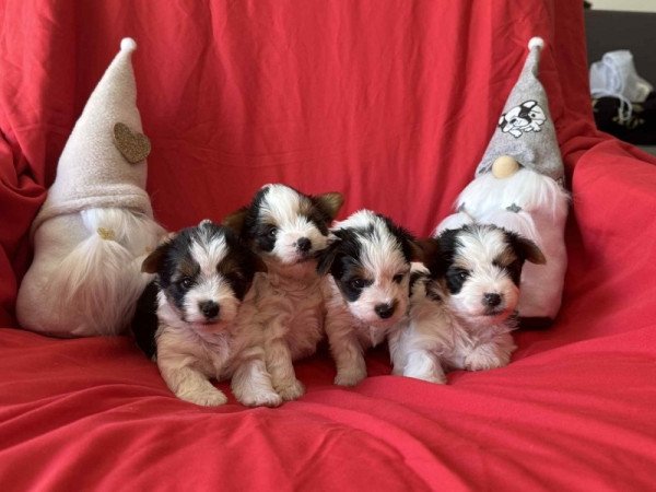 Biewer yorkshire terrier