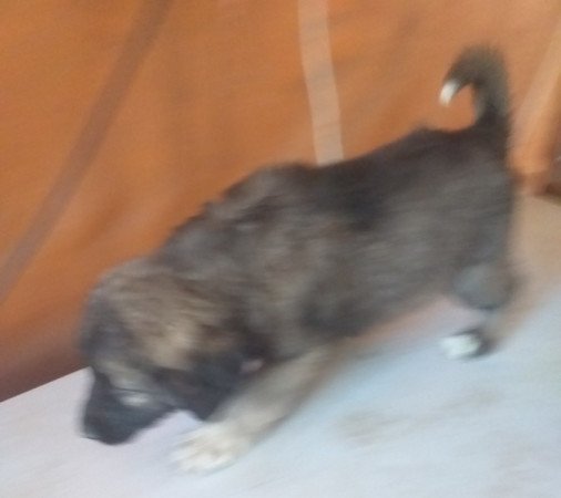 Kaukázusi juhászkutya