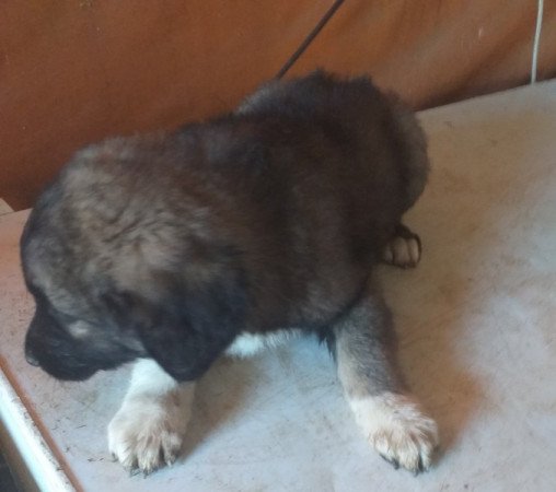 Kaukázusi juhászkutya