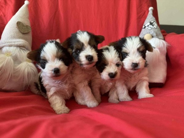 Biewer yorkshire terrier