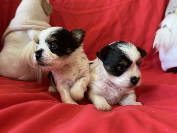 Biewer yorkshire terrier