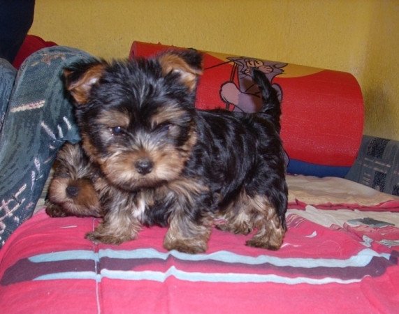 Yorkshire terrier