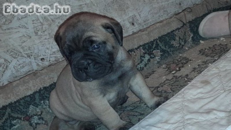 Eladó törzskönyvezett bullmastiff kiskutya
