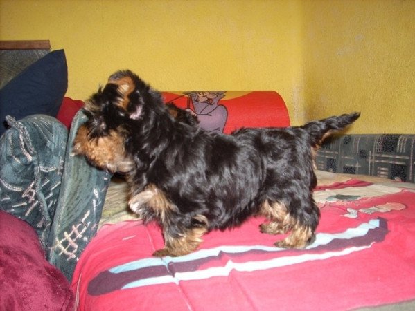 Yorkshire terrier